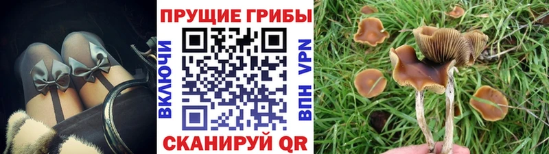 Псилоцибиновые грибы Psilocybine cubensis  как найти закладки  Лабинск 